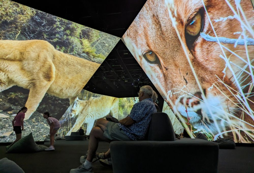 Lions on the big screens at BBC Earth Experience Melbourne