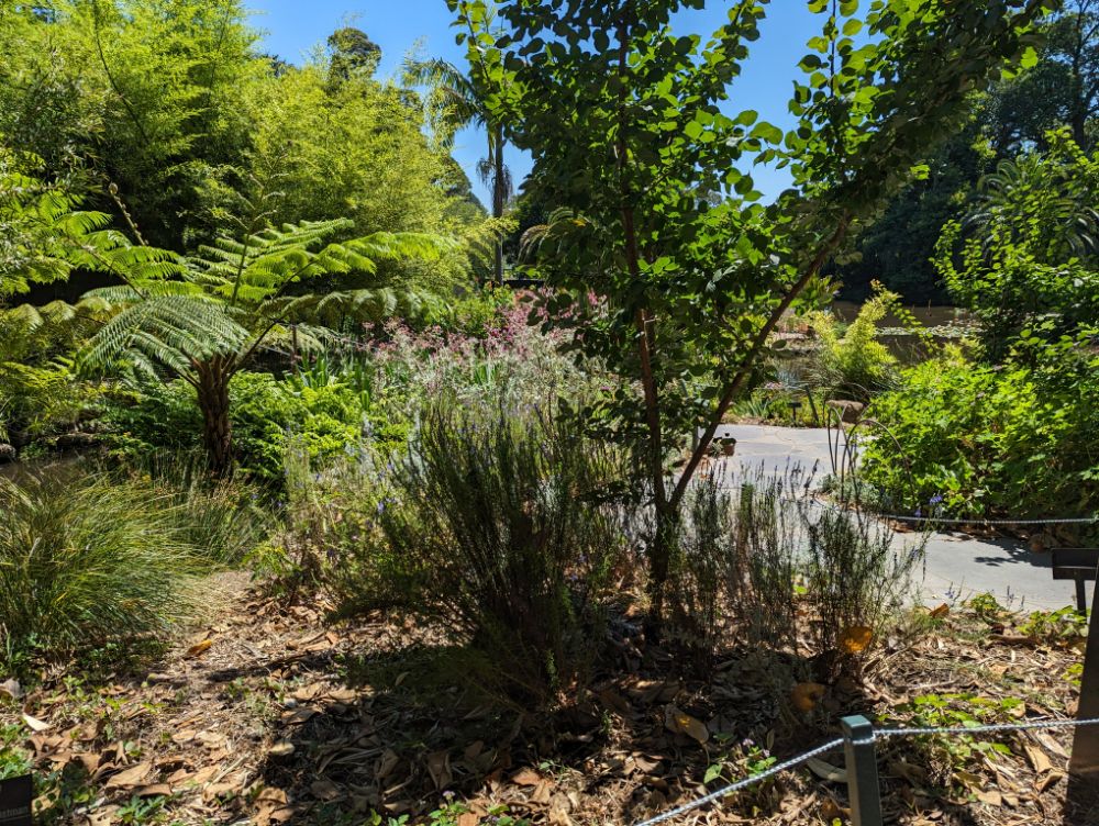 Royal botanic gardens melbourne