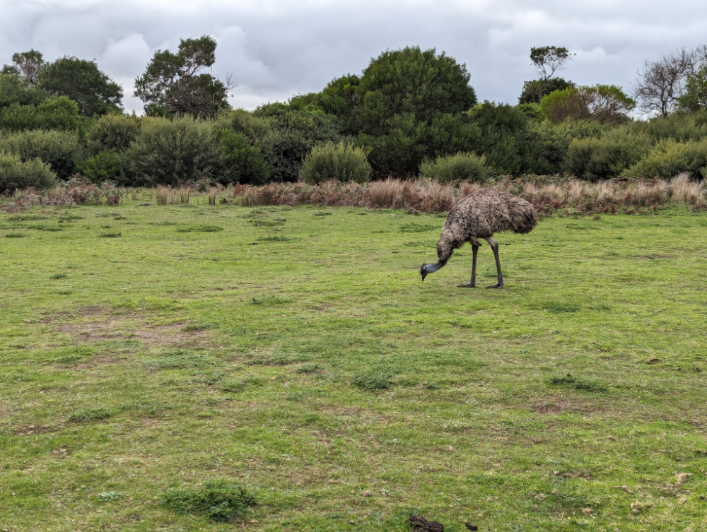 Edward the Emu spotted on the Prom Wildlife Walk, tidal river