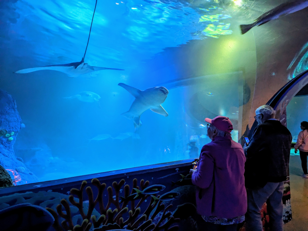 sea life melbourne aquarium photos