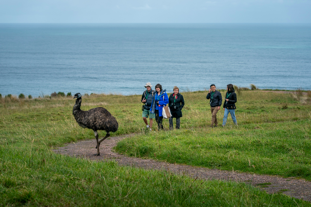 An emu on the walking trail at Wildlife Wonders