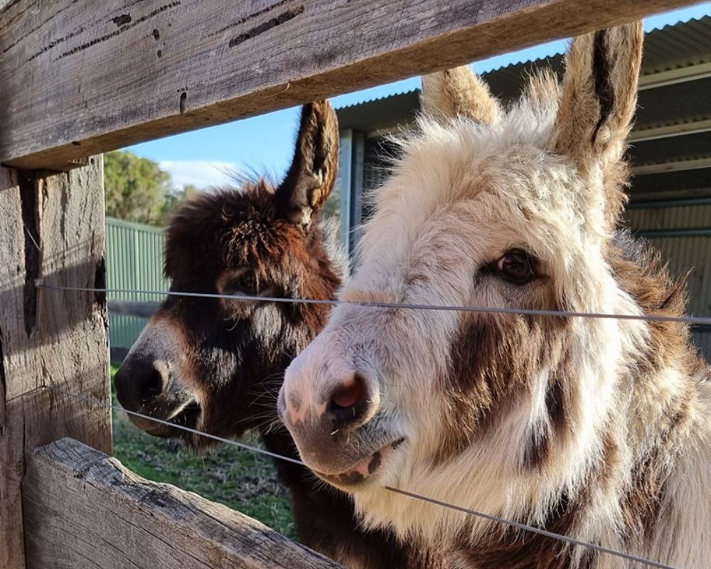 Happy donkeys at Myuna Farm