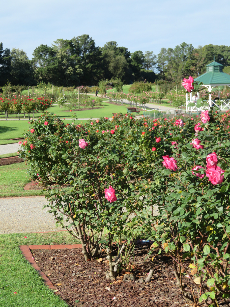 Victoria State Rose Garden photos
