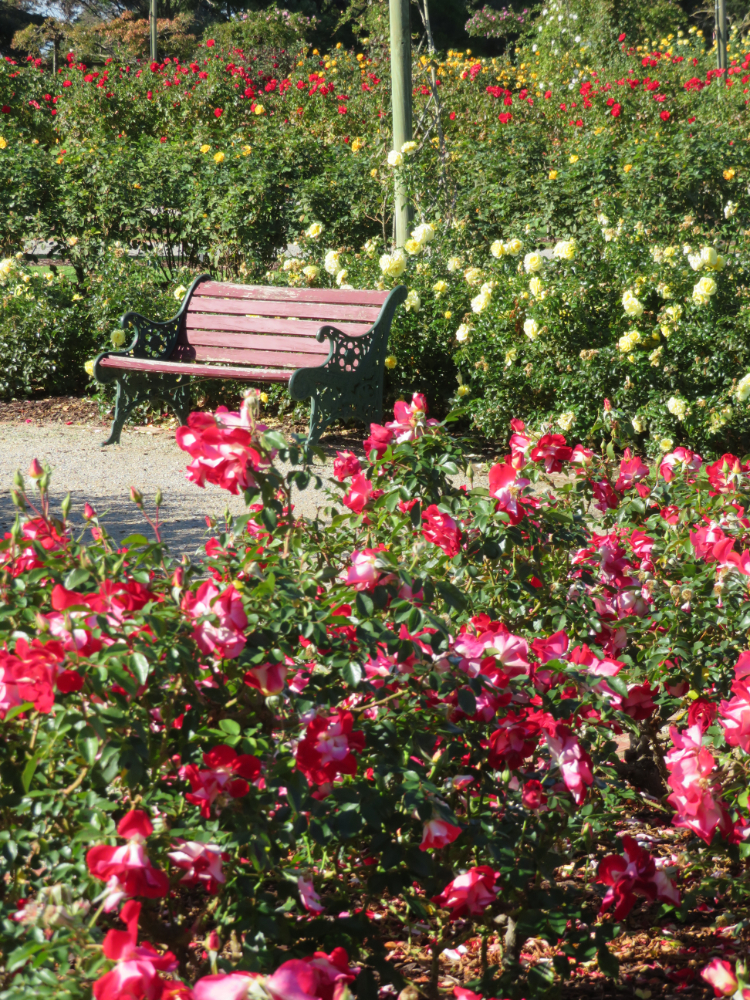 Victoria State Rose Garden photos
