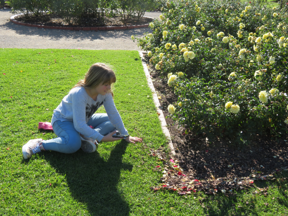 Victoria State Rose Garden photos
