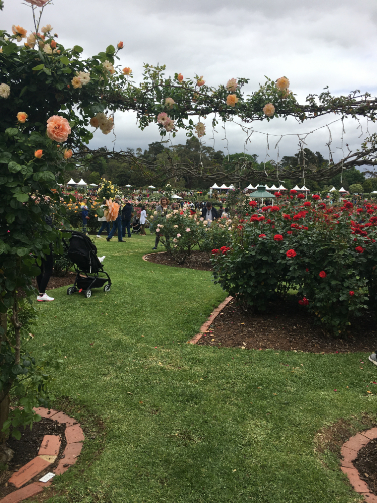 Victoria State Rose Garden photos
