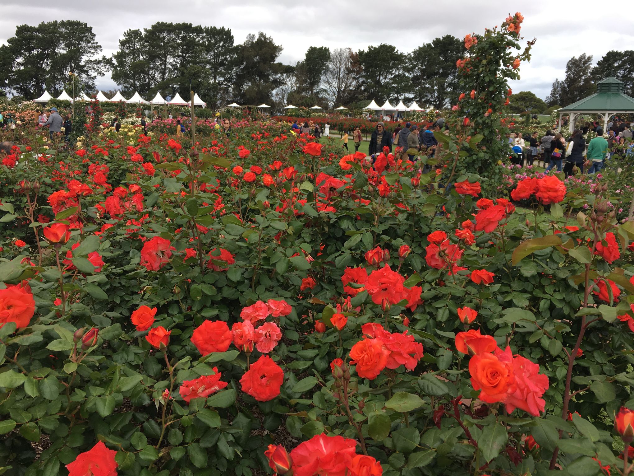 Victoria State Rose Garden photos