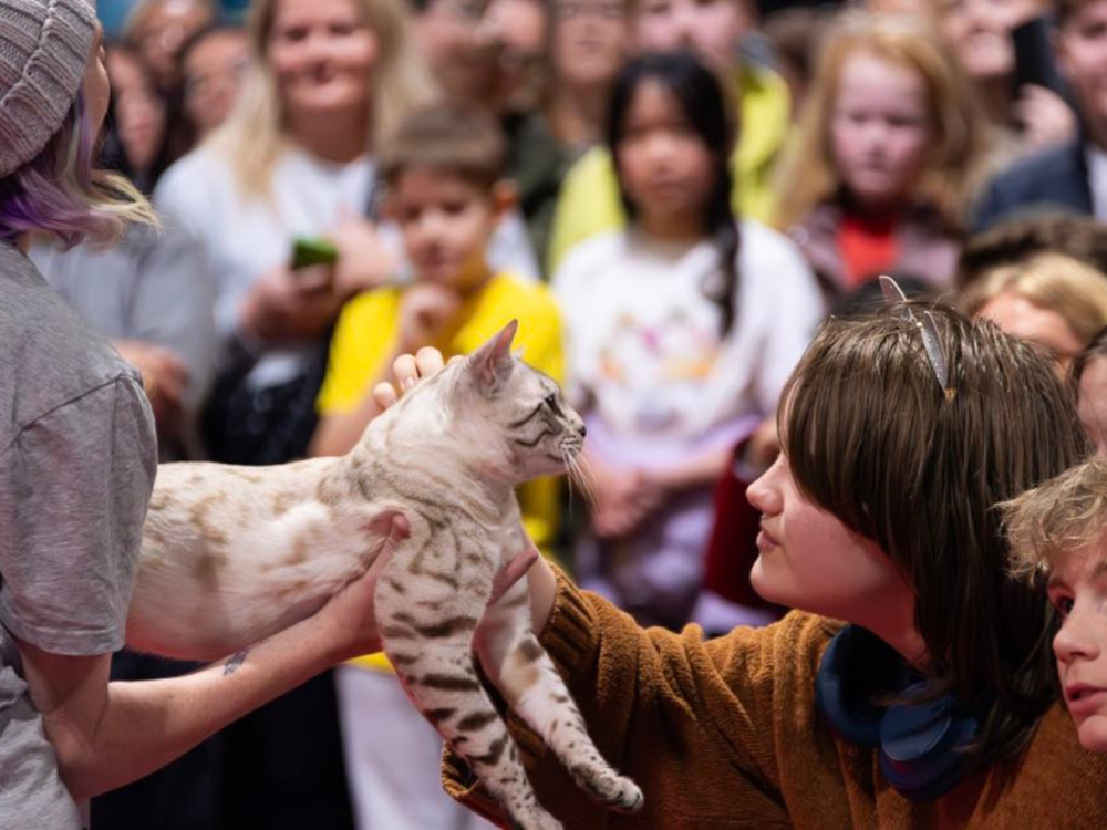 Oz Feline Fair at MCEC, what's on in Melbourne