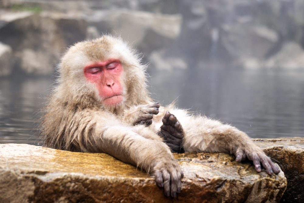 Snow Monkeys- best time to visit Japan