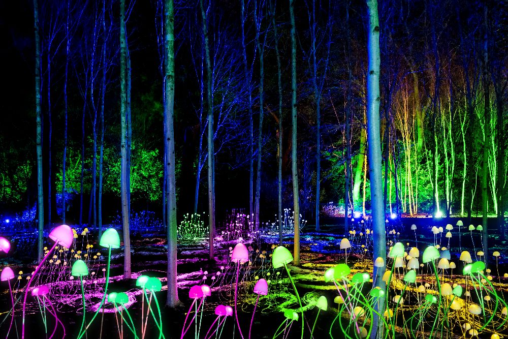 Lightscape 2026 image supplied