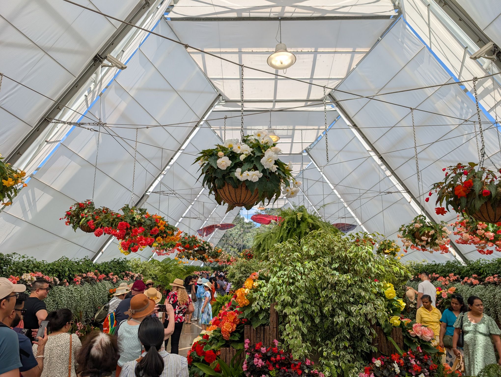 Ballarat Begonia Festival