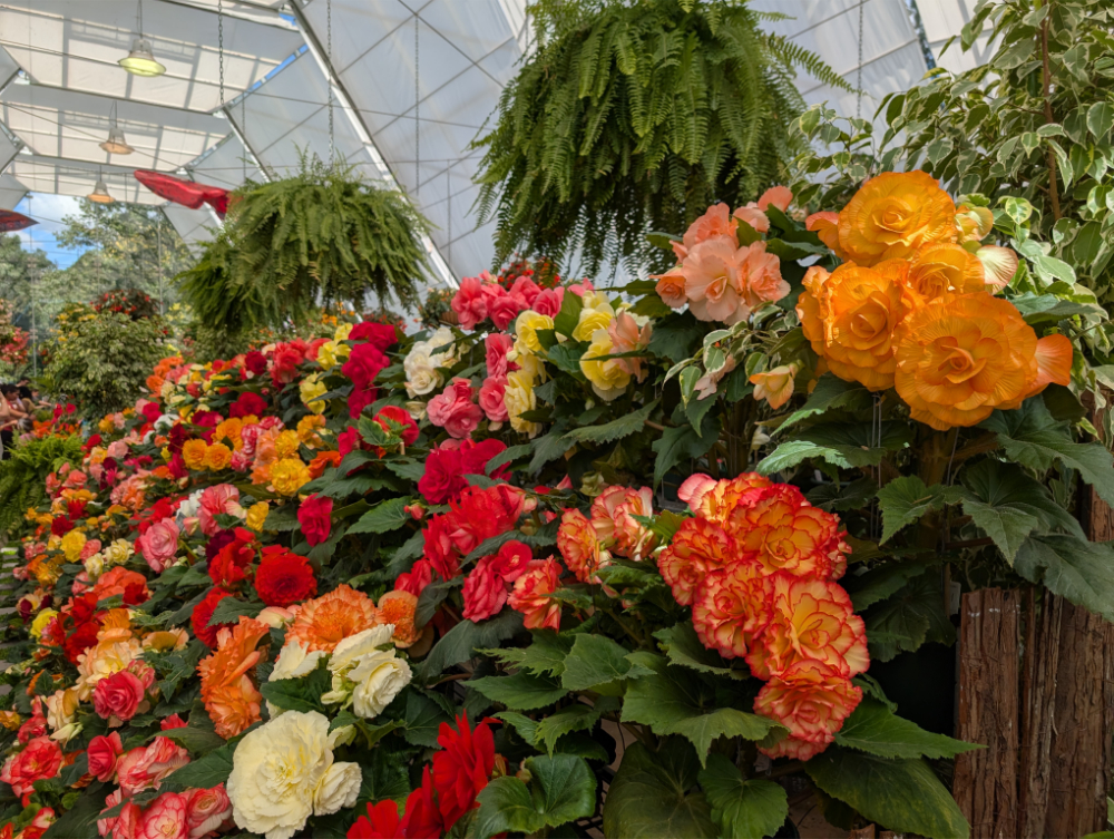 Ballarat Begonia Festival