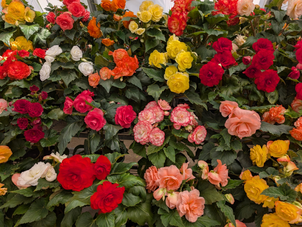 Ballarat Begonia Festival