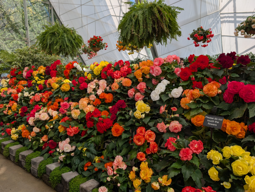 Ballarat Begonia Festival