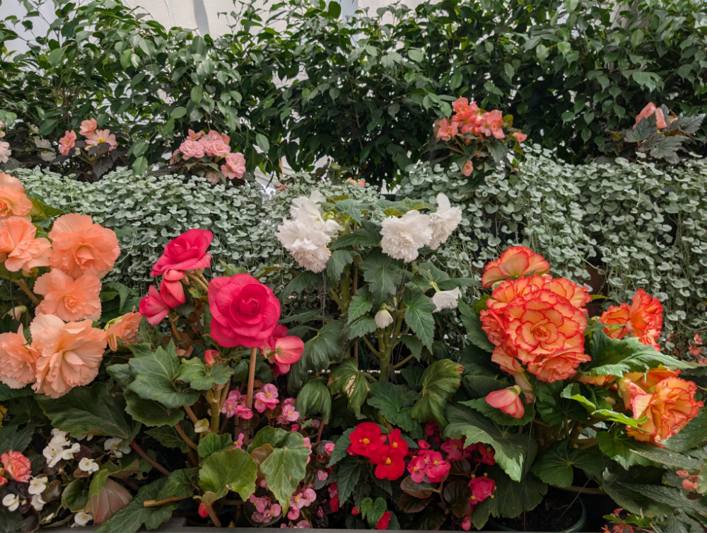 Ballarat Begonia Festival