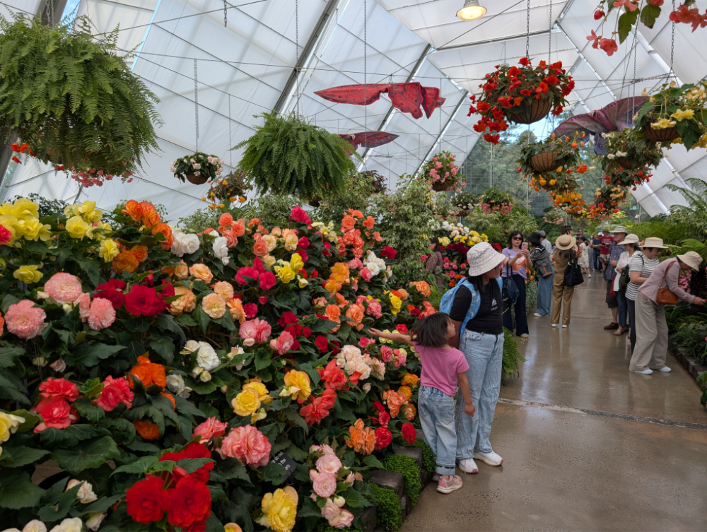 Ballarat Begonia Festival