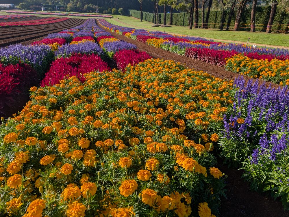 Kabloom Flower Festival 2026 image by Amy Gardner