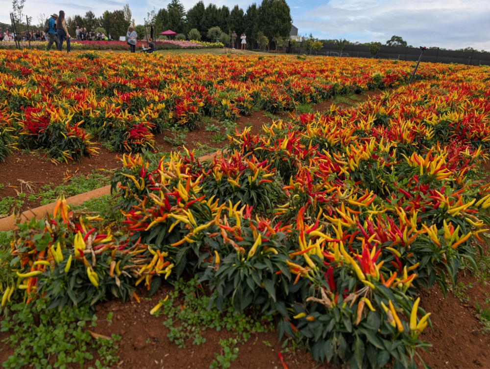 Kabloom Flower Festival