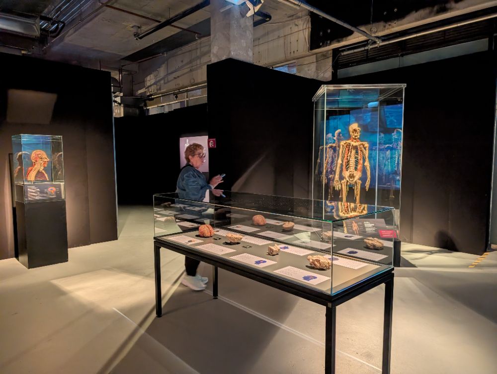 BODY WORLDS Melbourne - image by Amy Gardner