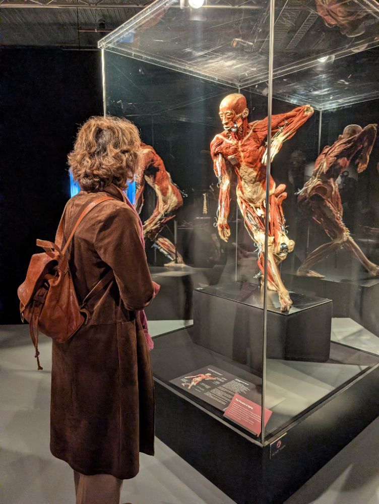 BODY WORLDS Melbourne - image by Amy Gardner