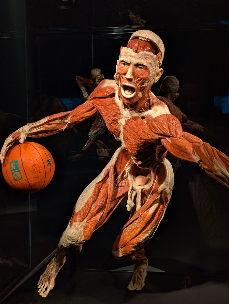 BODY WORLDS Melbourne - image by Amy Gardner