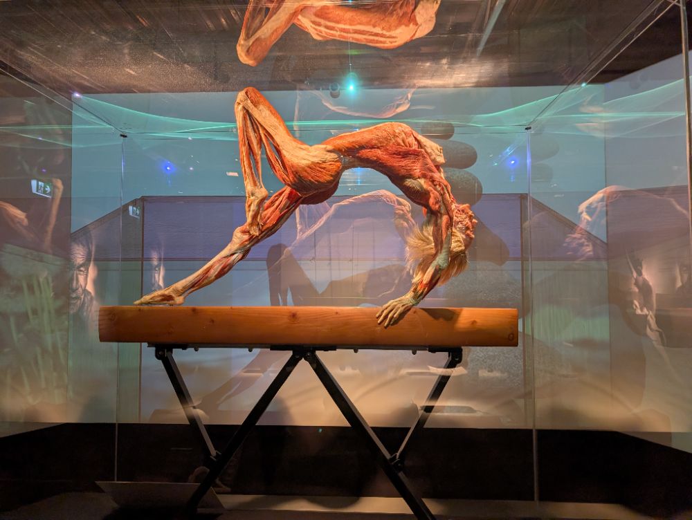 BODY WORLDS Melbourne - image by Amy Gardner