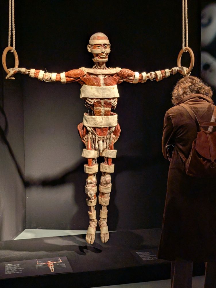 BODY WORLDS Melbourne - image by Amy Gardner