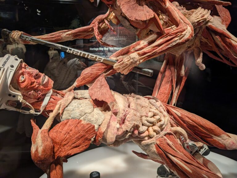 BODY WORLDS Melbourne
