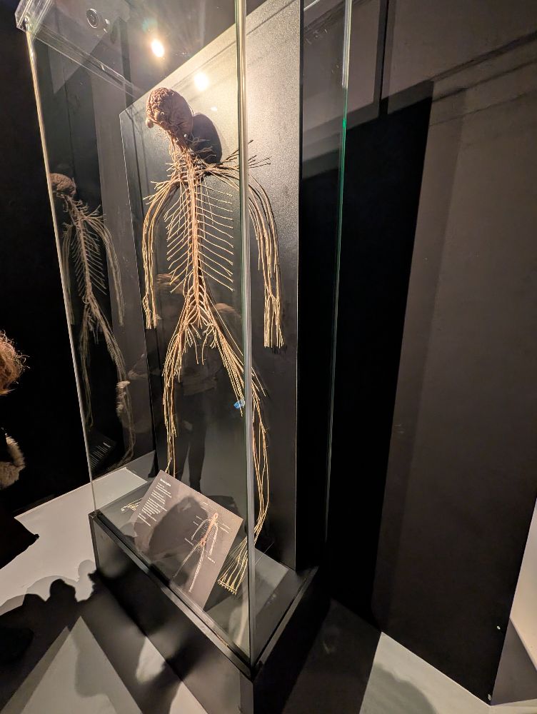 Body World image by Marjie Courtis