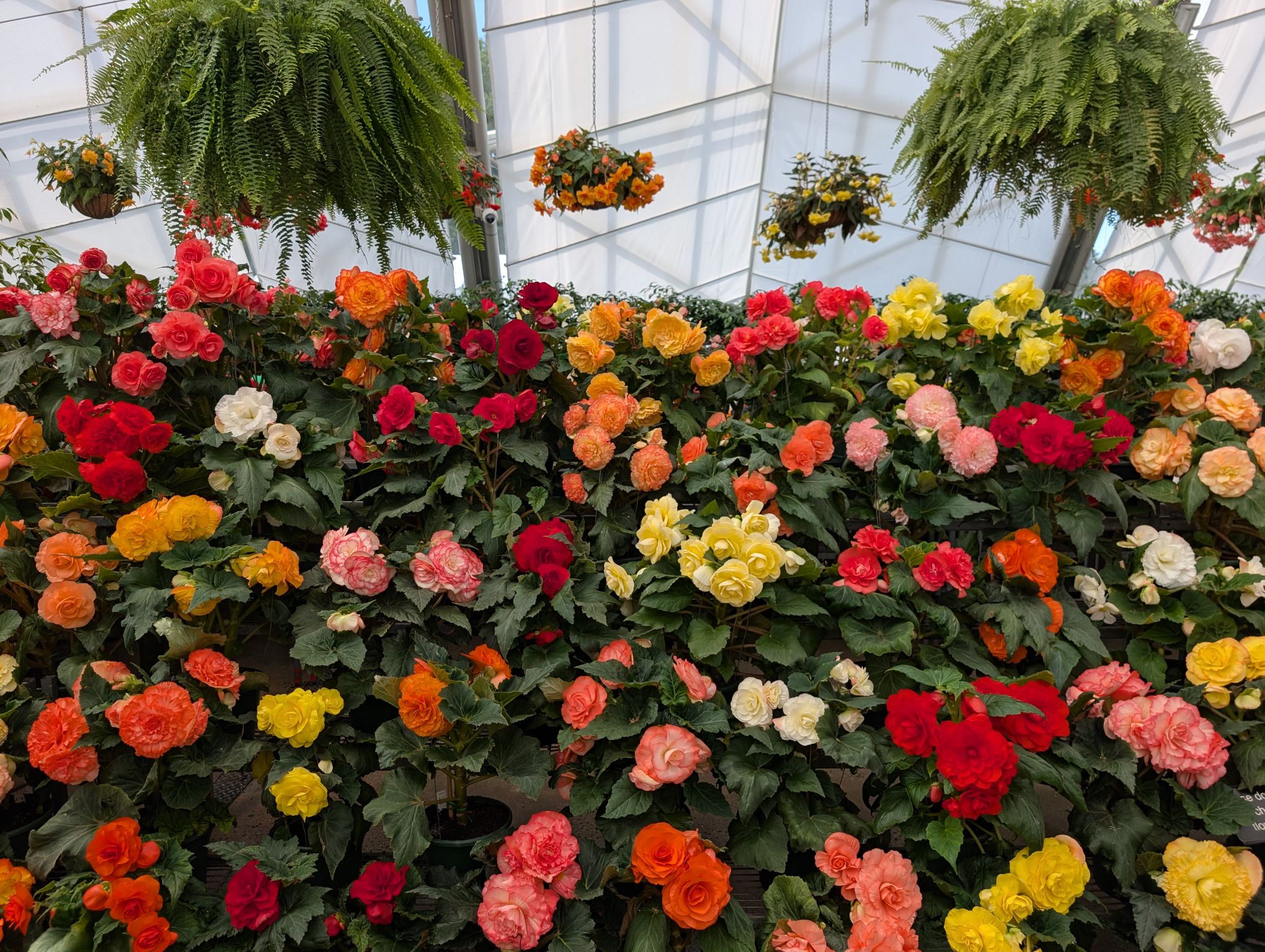 Ballarat Botanical Gardens