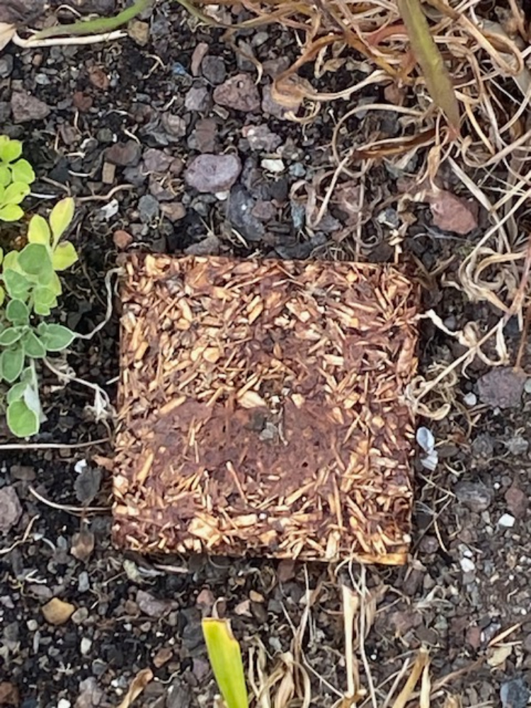 Melbourne’s Secret Garden