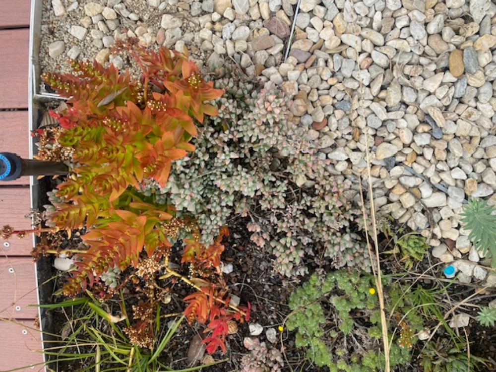 Melbourne’s Secret Garden