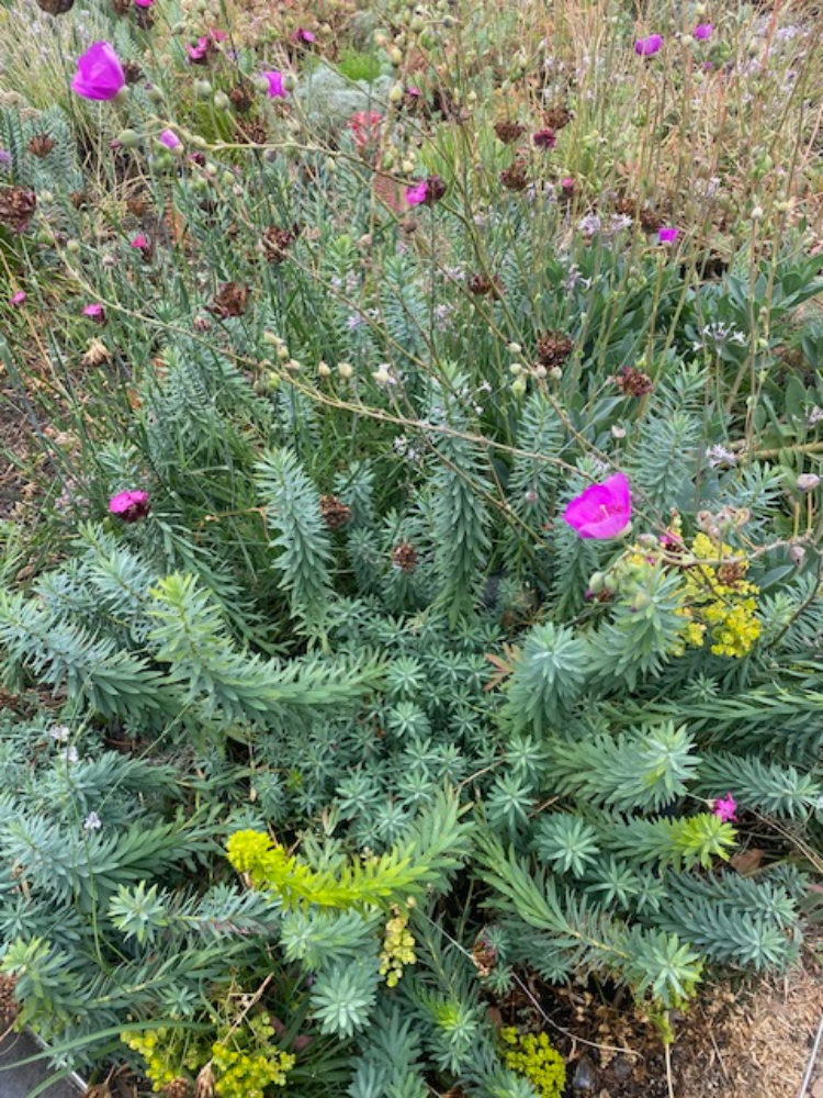 Melbourne’s Secret Garden