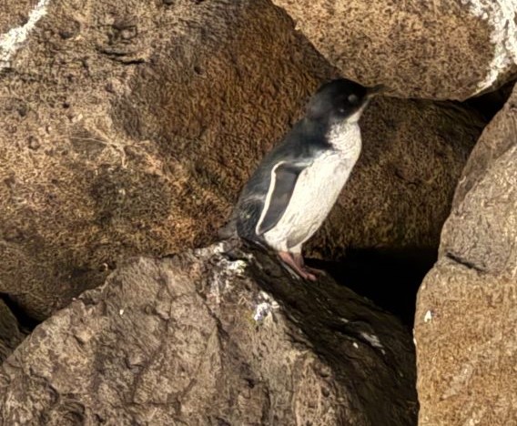 St Kilda Pier penguins 