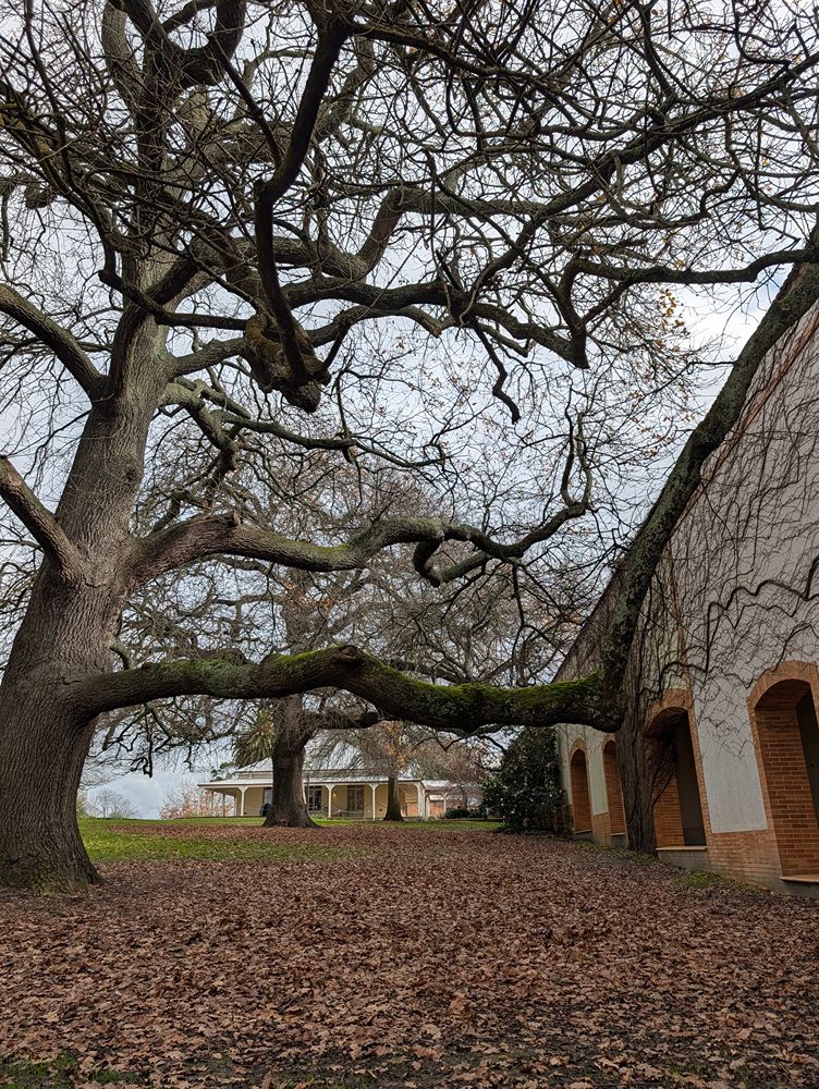A majestic tree, the pavilion and the homestead, image by Marjie Courtis
