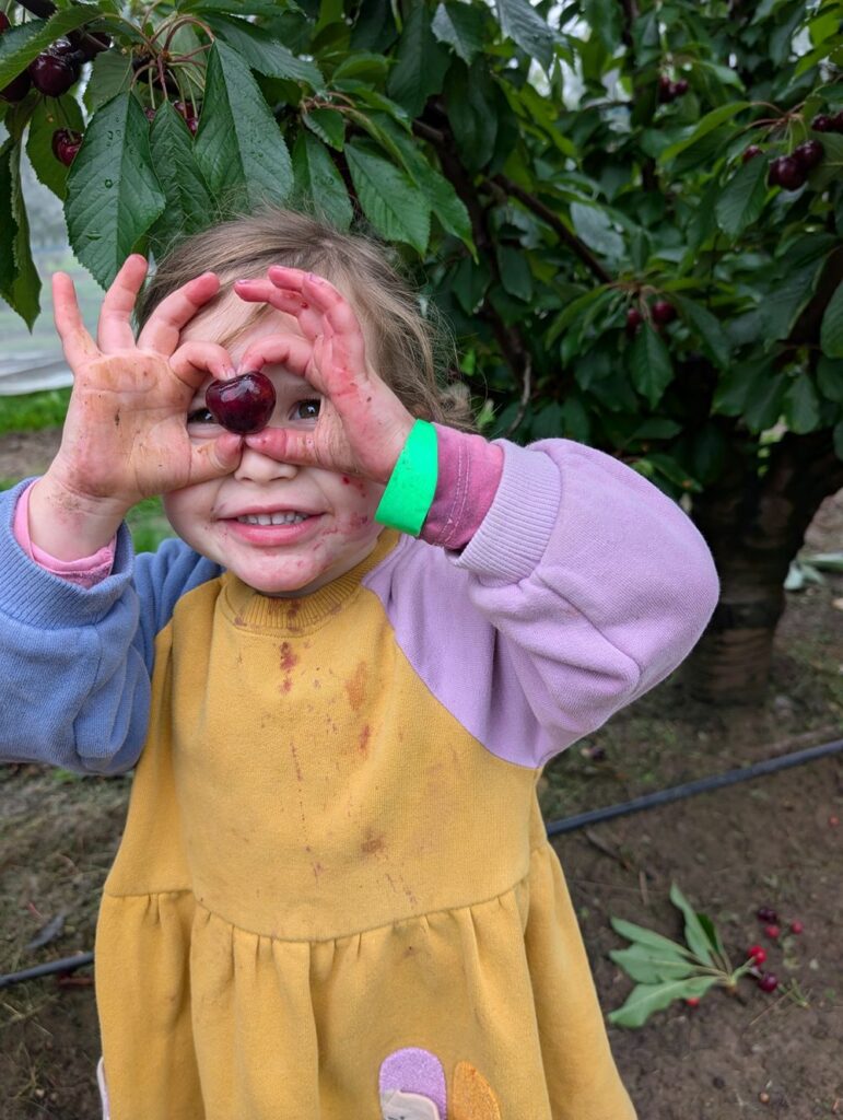 Enjoying the all-you-can-eat cherries!