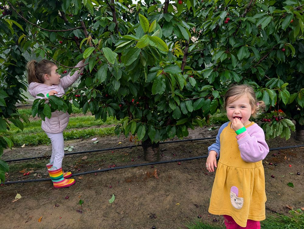 Cherry picking with the grandkids at CherryHill Orchards, Wandin East