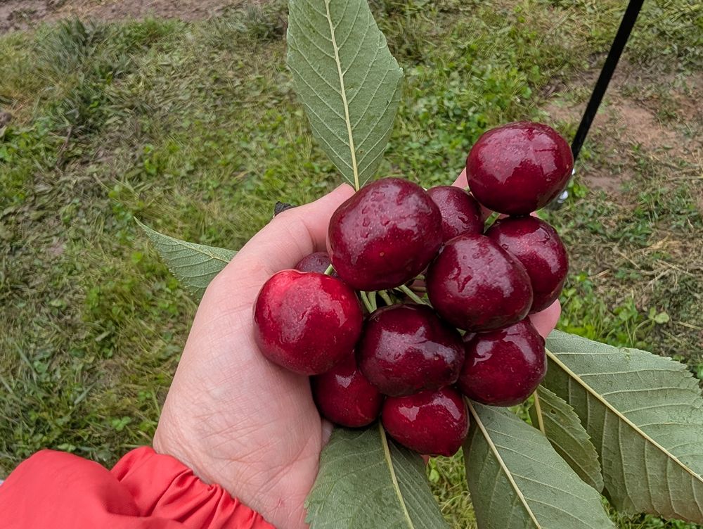 Fresh cherries picked at CherryHill Orchards