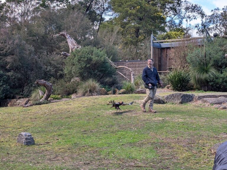 Healesville Sanctuary, images by Amy Gardner