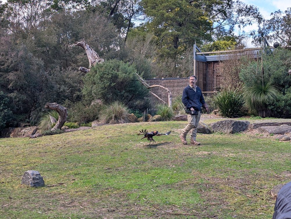 Healesville Sanctuary, images by Amy Gardner