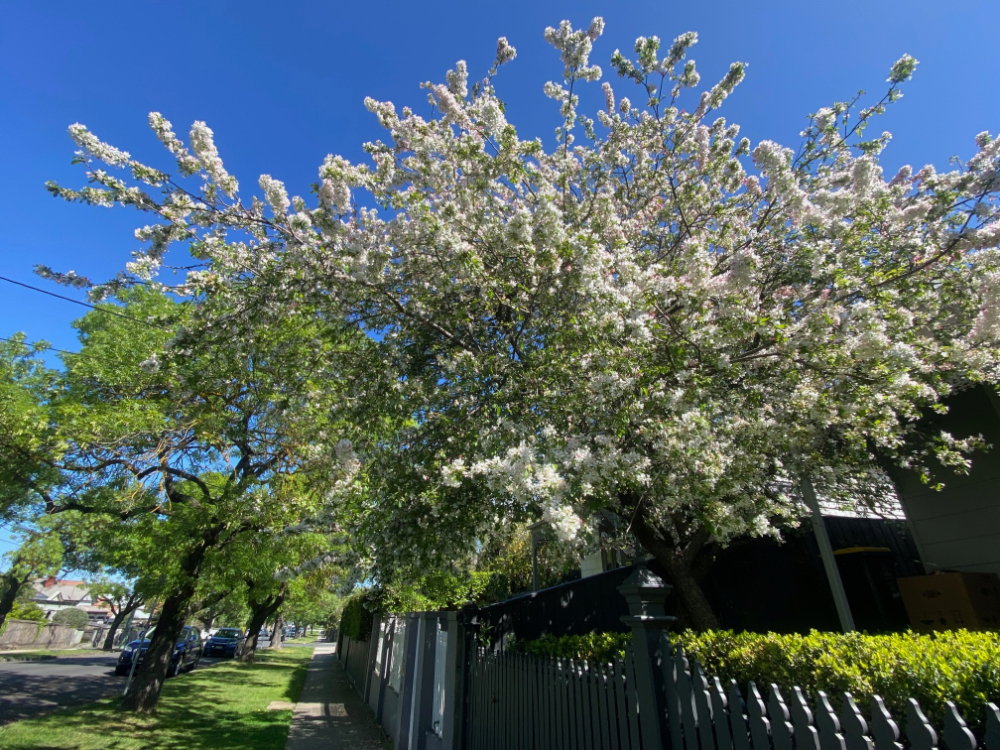 Melbourne Spring