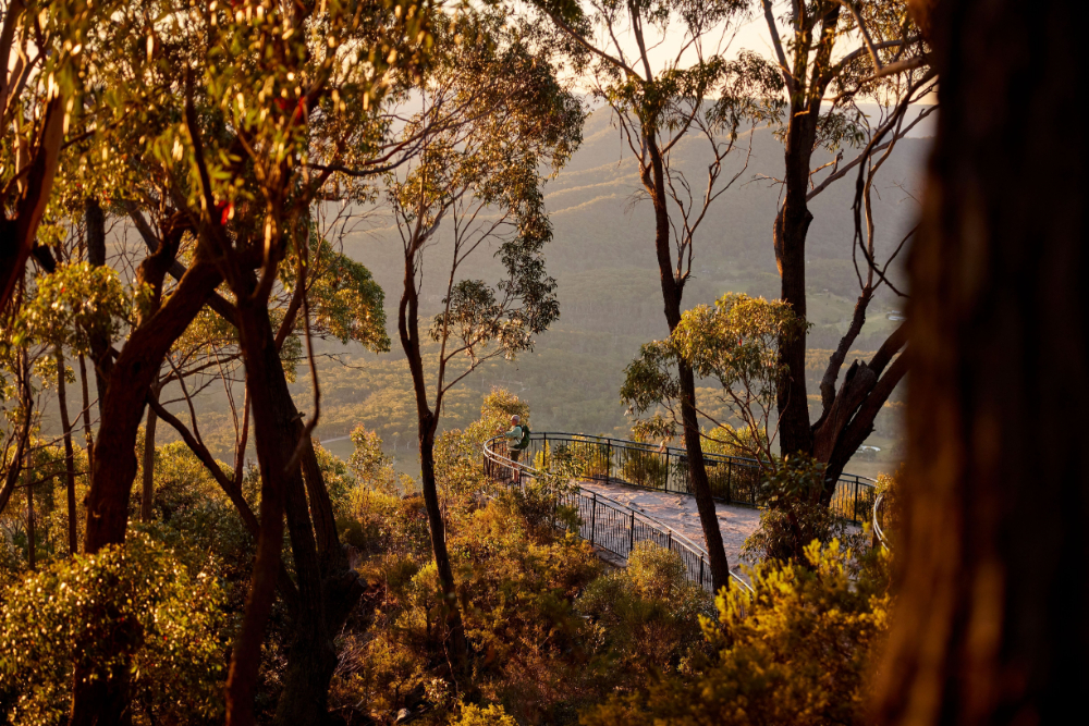 Blue Mountains by Train